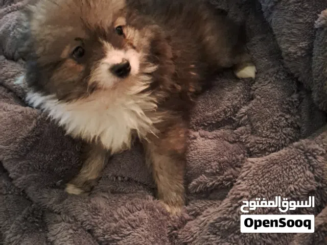 ذكر حجم ميني 50 يوم