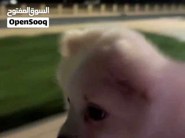 كلاب بابمرينين