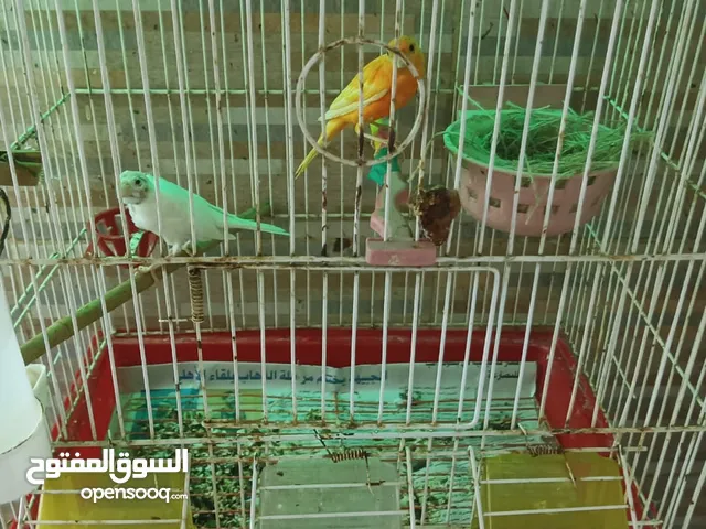 جوز كنار للبيع