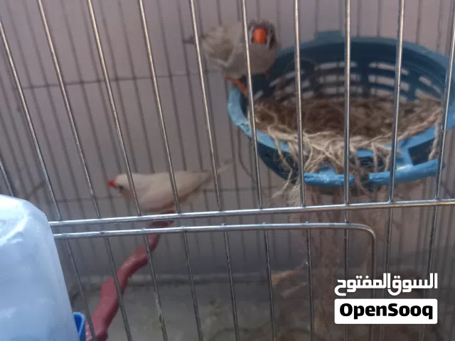 زوج زيبرا ذكر وانثى