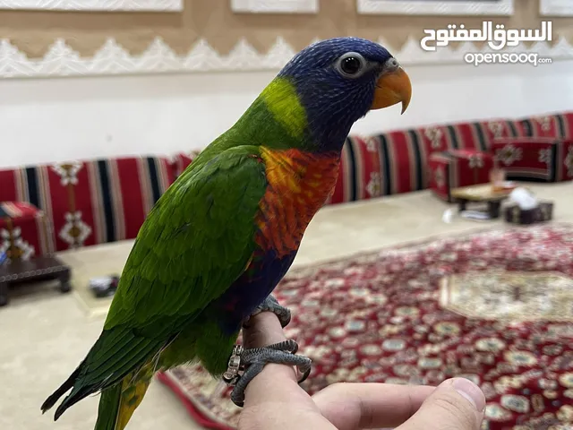 لوري قمه بالنظافه