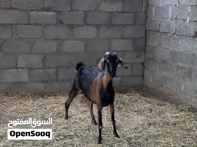 شاه الي يبحث عن انتاج