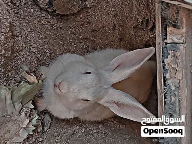 ارانب فرنسي 4 معشرات واليوم وحده ولدت 10 حبات للبيع سنه ونص و2عمر5 شهور و2 ذكور مجموع8