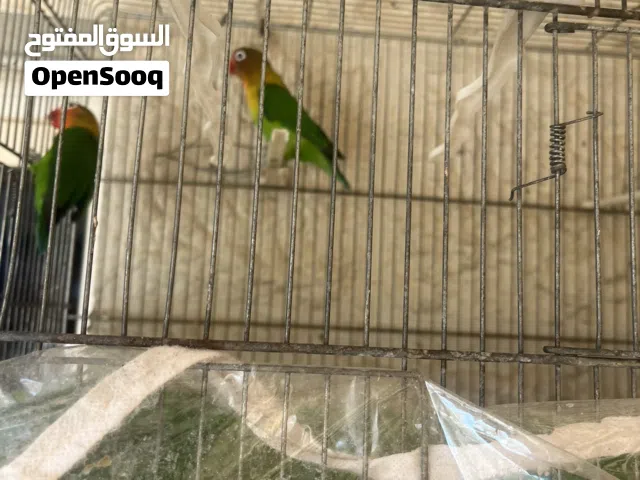 عصافير فيشر او ببغاوات صغيره للبيع او للبدل على كوكتيل ذكر