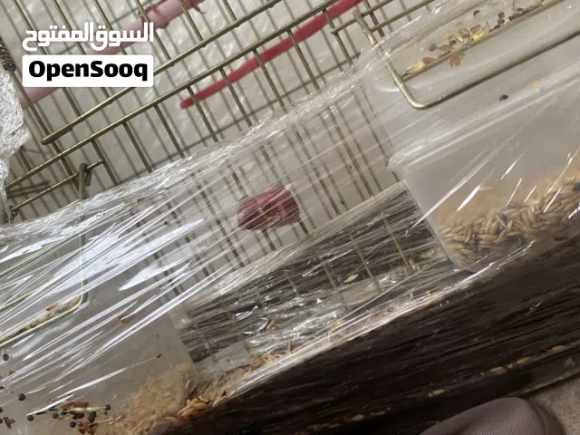 كناري جاهز