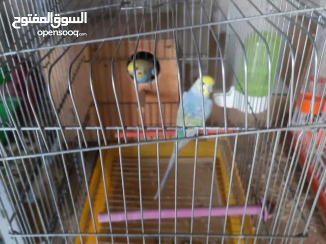 عصافير للبيع