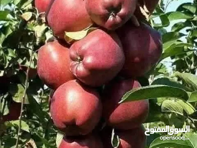 اشجار الزينه والمثمر