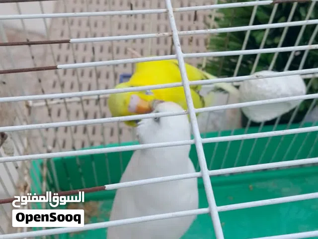 سلام عليكم عندك فروخ ترويض عادي انبدل اقرا وصف تحت
