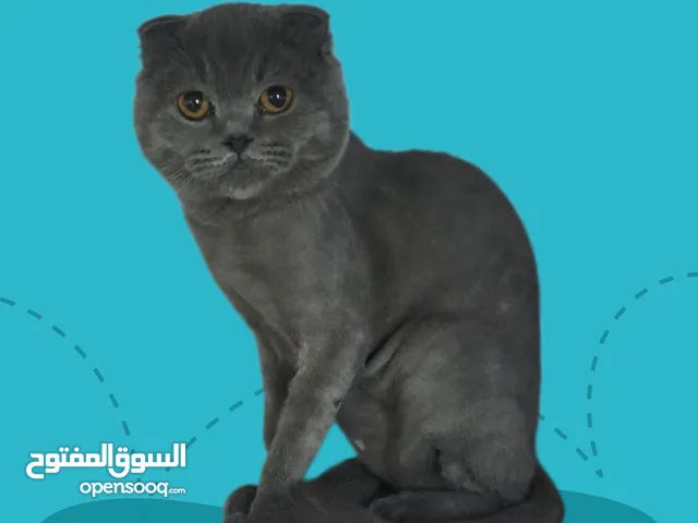 سكوتش فولد ذكر