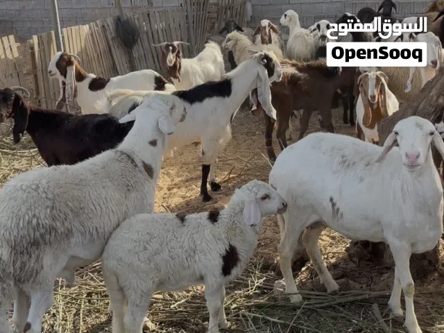 مشاءالله الله يبارك