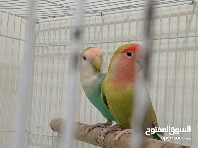 زوجين روز و فيشر