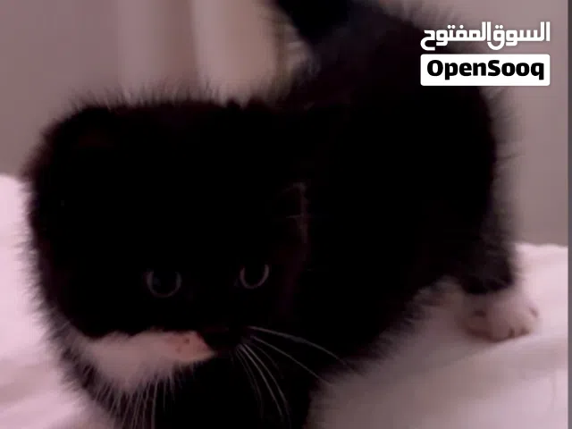 قطط عمر شهرين سكوتش فولد