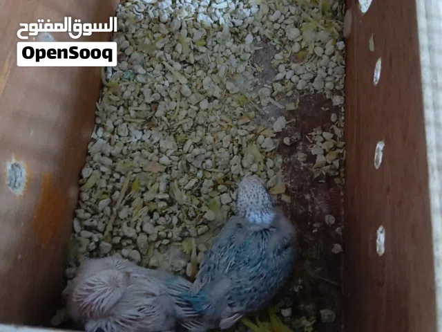 للبيع فروخ بدجي من إنتاج شخصي، بصحة ونظافة ممتازة، جاهزين للغر والتدريب.