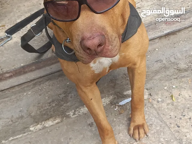 بيتبول حراسه شخصيه