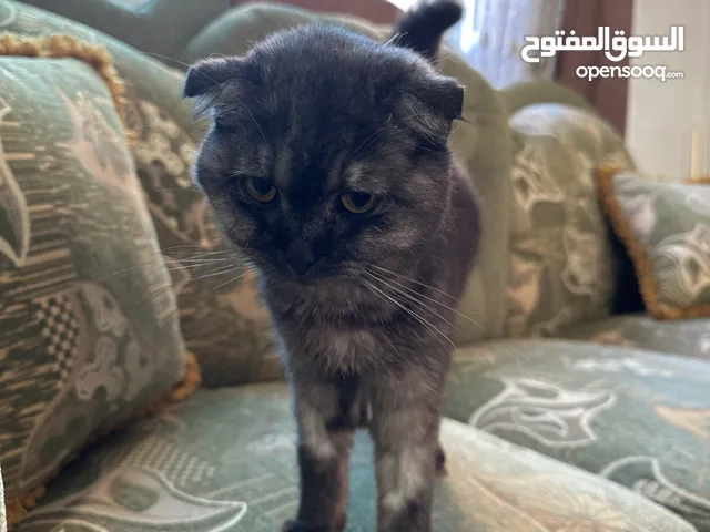 قط سكتش فولد بيور لتبني