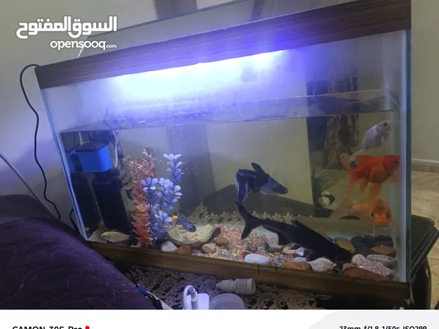أسماك للبيع