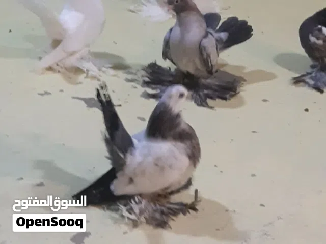 السلام عليكم  انتاجات 10 طروف مواصفات طيبة