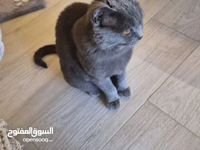 قطة مطعمة بالكامل و معقمة للبيع مع اكلها