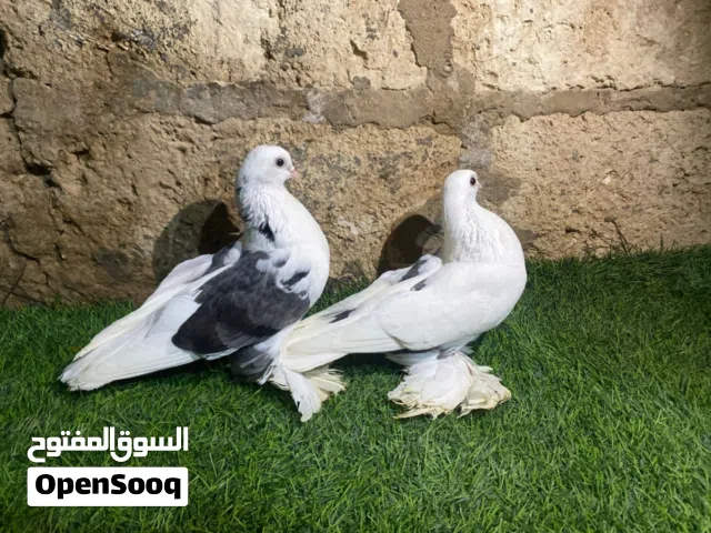 كوبيا هزاز مصوقره الدكر البيض وعلى ضهرا رصاصي والانتى البيضه
