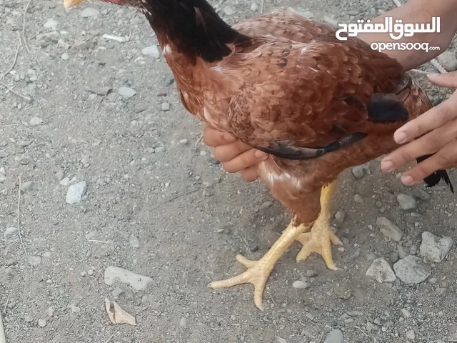 دجاج باكستاني