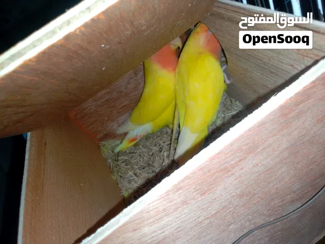 كوبيه بركديلو عين حمرا
