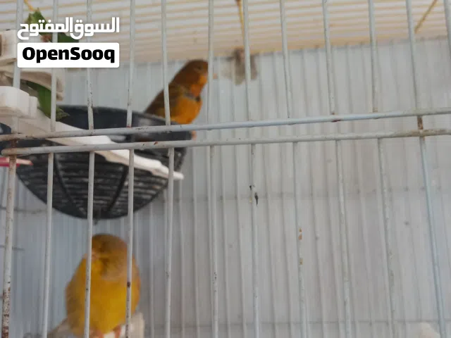 جوز كنار شغال 100%  الفحل جولستر والطيره نحاسي