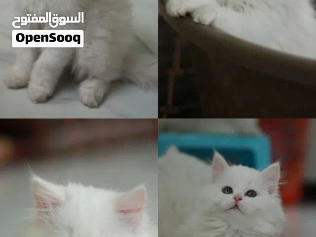 بيع قطط شيرازي مهجن تركي