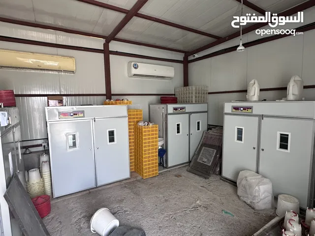 للبيع هنقر للدجاج والسمان متكامل