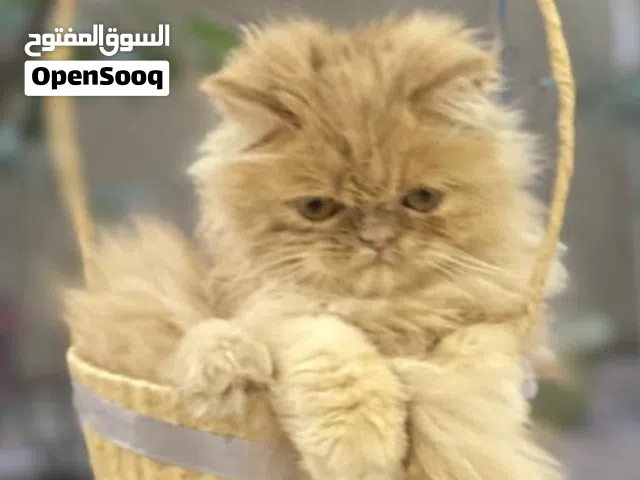 قط ذكر بيكي فيس