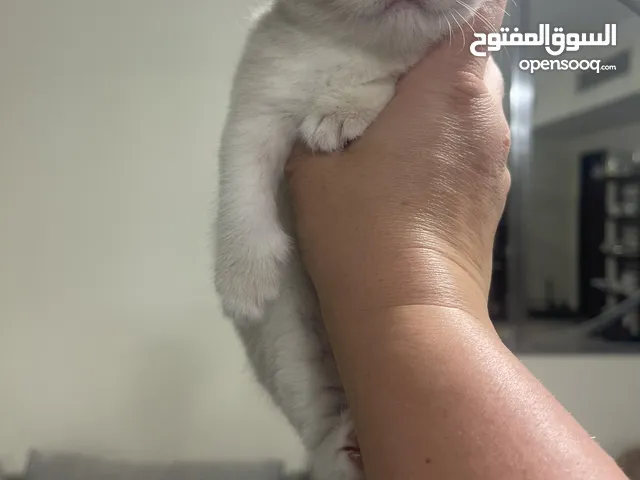 British short hair kittens