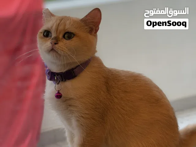 Ny12 نثيه قولد