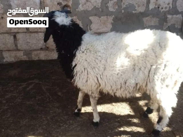 خروف ربي يبارك