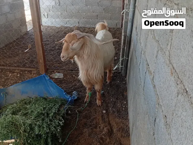 تيس للبيع سمين