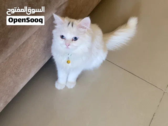 قطط أنجورا شانشيلا للبيع