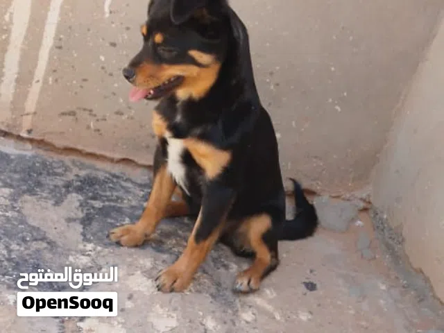 شيواوا أباتشي