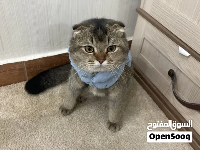 للبيع قط سكوتش فولد(hscottis fold)