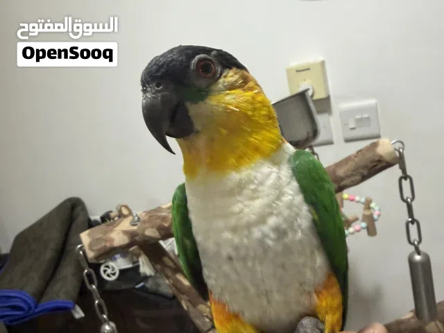 ببغاء الكايك