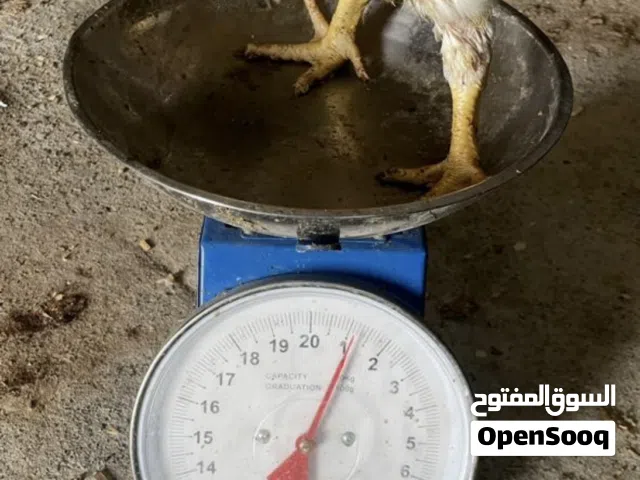 دجاج هندي لاحم