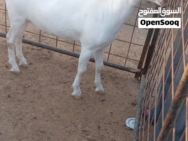 ماعز عماني اليفه