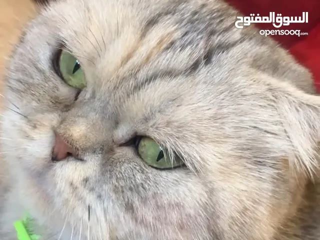 قطه بريتش شيدد سلڤر بيور انثى - السعر قابل للتفاوض