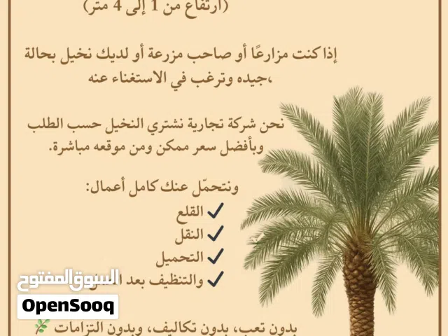 شراء النخيل والفسائل والنارجيل والواشنطونيا