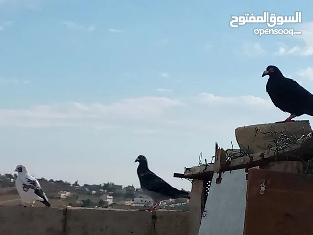 مطلوب حمام بلدي لبيع