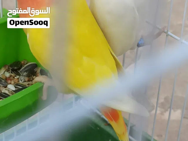 كوبيه ربي يبارك مصوقره كانو تحتها اربعه كيف حولتهم