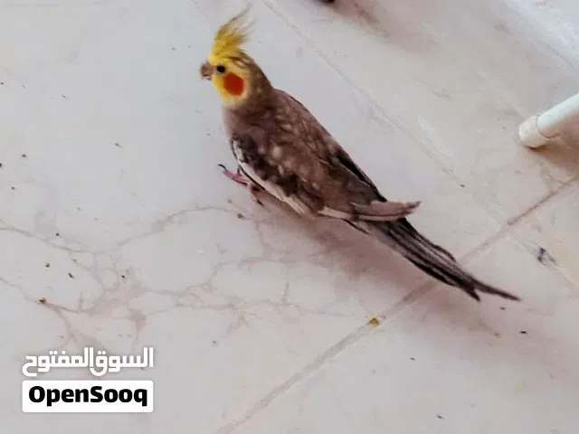 طيور كوكتيل للبيع
