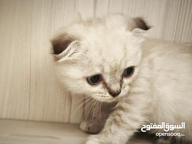 CUTE  Scottish  Fold