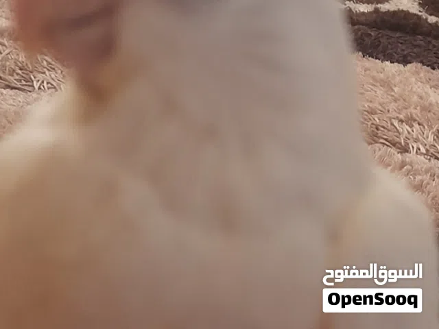 كوبيا البينو