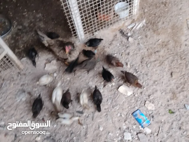 دجاجه امايا فروخها 18