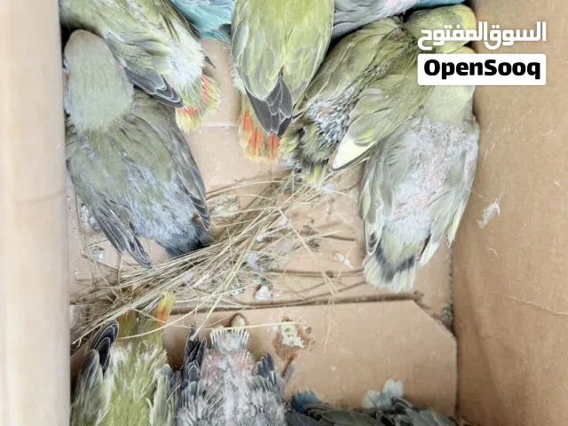 للبيع فروخ روز