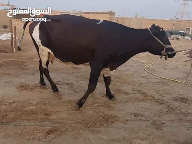 Cow and Goats Available For Eid Ul Adha, umm fanain