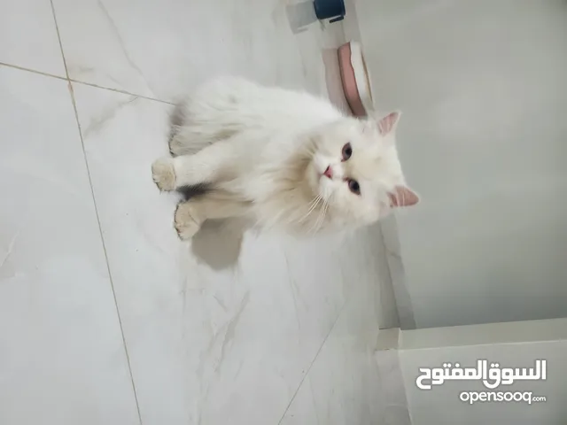 قطه فارسي ابيض كثيف وعين رمادي